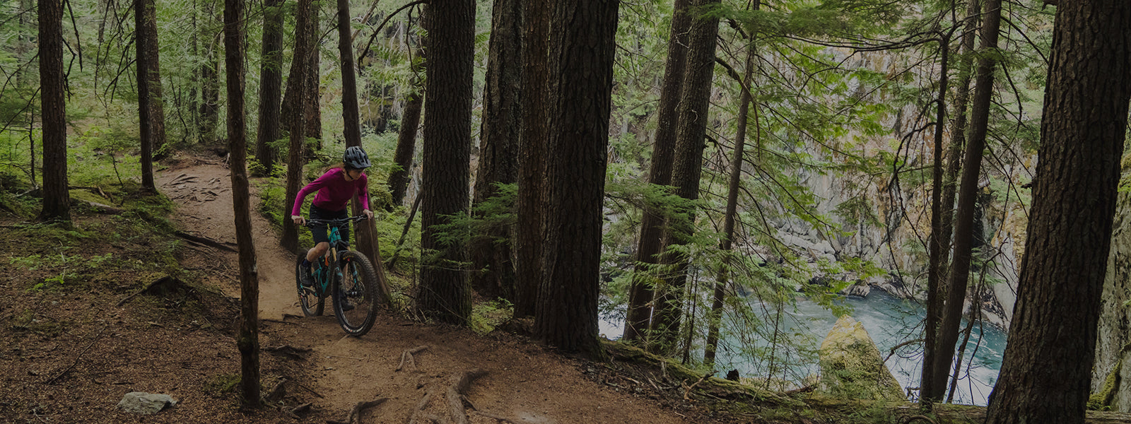 Person mountain biking on forest trail